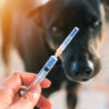 Webinar Impfungen Hund