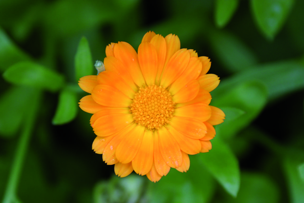 Calendula