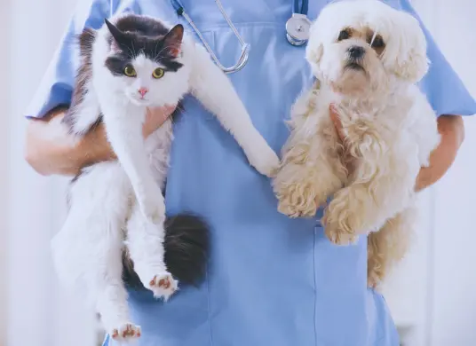 Hund und Katze Tierheilpraktiker Ausbildung