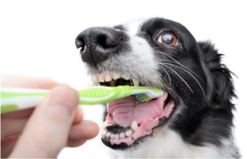 Zahnprophylaxe Hund und Katze